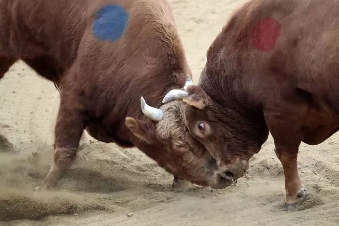 청도 소싸움 / 뉴스1