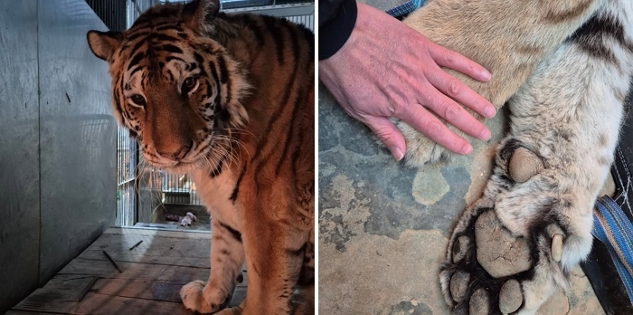 사람 잘 따르던 호랑이 ‘이호’, 무지개다리 건너... “고맙고 고생 많았어”