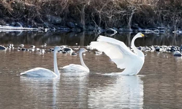 영하권 한파 속 ‘7마리’가 동시에... 국내 강변서 포착된 ‘멸종위기’ 동물