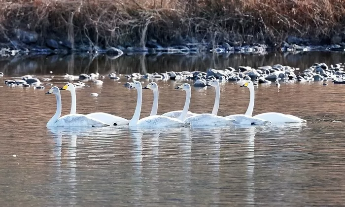 강 위를 여유롭게 헤엄치는 큰고니 가족 / 충북 괴산군 제공