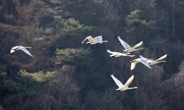 달천강 상공을 날고 있는 큰고니 무리 / 충북 괴산군 제공