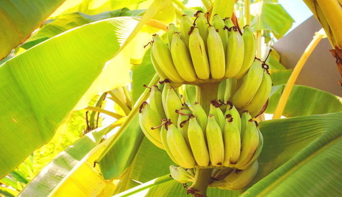 "지구온난화 계속되면 바나나 멸종될 수 있다"