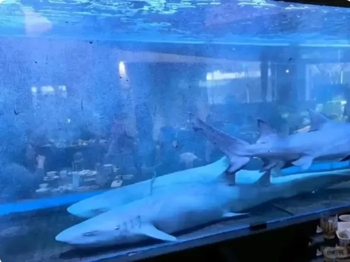 “식당 상어부터 사우나 펭귄까지”... 선 넘은 中 ‘볼거리 마케팅’에 비난 쏟아져