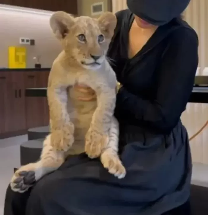 산시성 타이위안의 한 고급 식당의 새끼 사자 안기 서비스. SNS 캡처