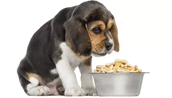 “순하던 우리 애가 왜 이럴까”... 밥 거부하고 공격적으로 변한 반려동물이 보내는 ‘위험 신호’