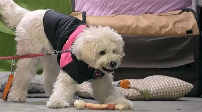 인형 같은 외모 뒤 숨겨진 ‘공격성’... 보호자 응급실 보낸 역대급 ‘입질견’ 등장