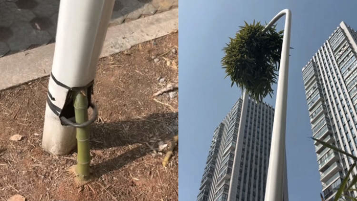 ‘어둠 뚫고 6m 위로’... 금속 가로등 속에서 자라난 ‘불굴의 대나무’ 화제