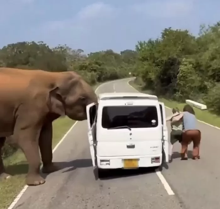3톤 야생 코끼리, 관광객 탄 차량 ‘종잇장’처럼 들어올려