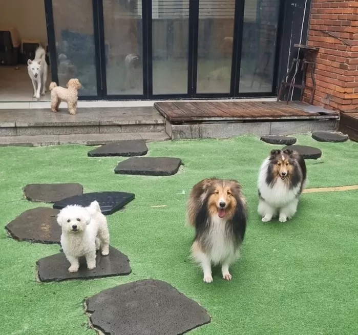 강남구, 설 연휴 ‘반려견 돌봄 쉼터’ 운영... “최대 5일간 무료 돌봄”