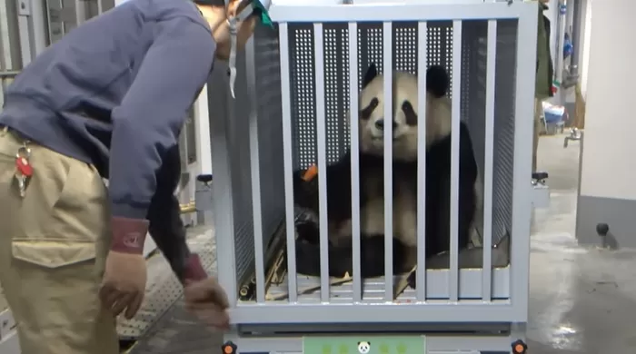 일본 마지막 판다, 결국 중국으로... 눈물로 배웅한 '판다 엄마들'