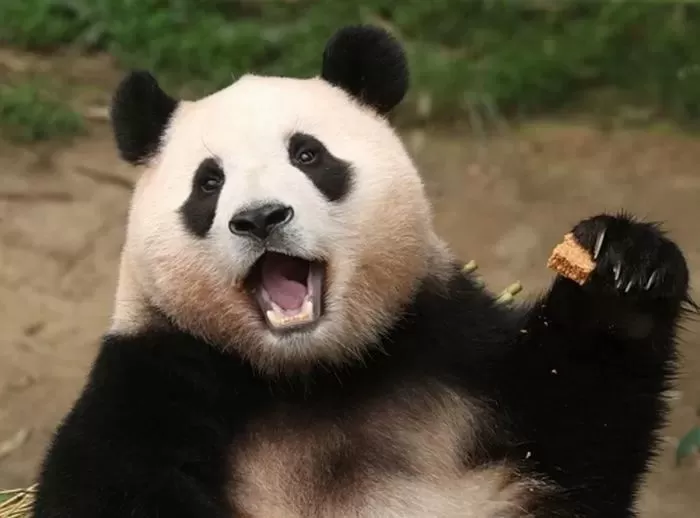 “철창 속 사육곰은 외면하고, 판다 들여온다”... 시민단체, 우선순위 문제 제기