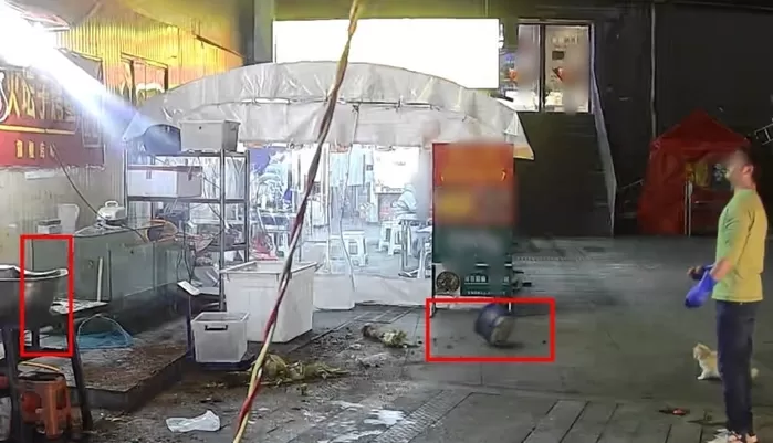 “고양이의 보은” 현실판... 길냥이에게 밥 주러 간 순간, ‘10㎏ 화분’ 떨어져