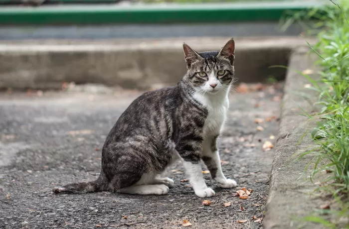 길고양이 따라간 폐가에서 30대 남성 추정 백골 시신 발견