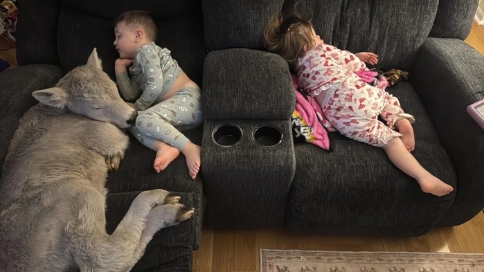 혹한 속 태어난 송아지, 美 가정집 소파서 아기들과 ‘꿀잠’... “우리는 한 가족”