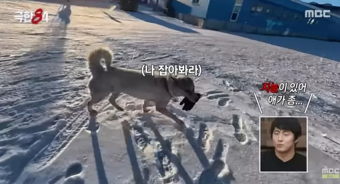 기안84, 북극 강아지 때문에 “미XX아” 욕설까지... 돌발 추격전 화제