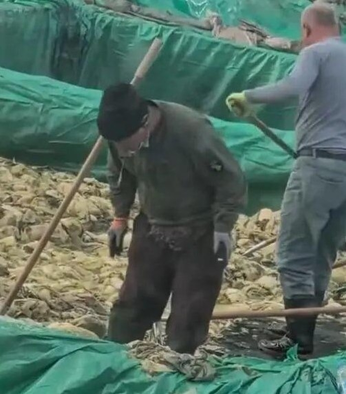 담배 피우고 침을 ‘퉤’... 中 절임배추 공장 비위생 논란, 대표에 2억원 벌금 (영상)