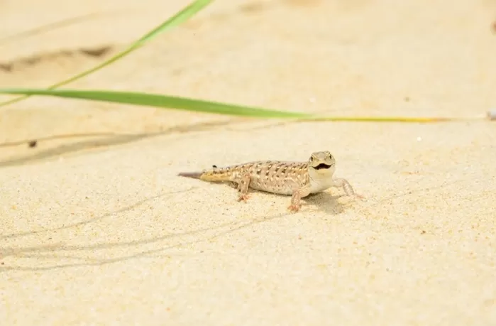 수달·삵·담비까지... 국립공원, 비밀 습지서 '멸종위기종' 9종 무더기 포착