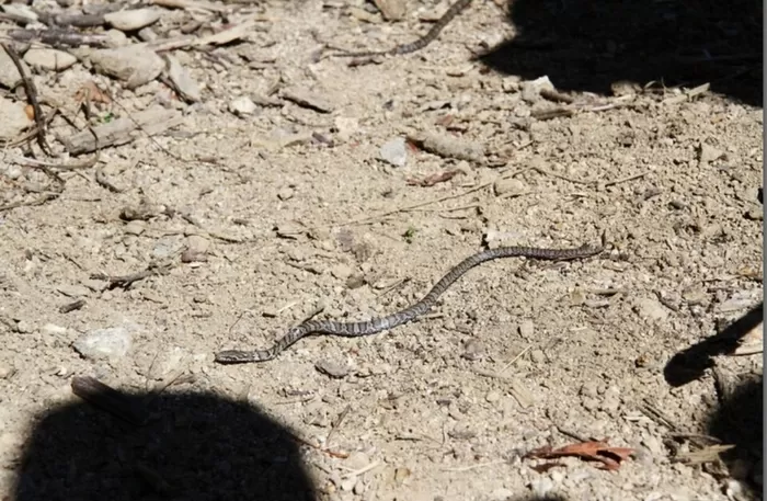 오대산 조개동아랫습지 구렁이. (사진 국립공원공단)/뉴스펭귄