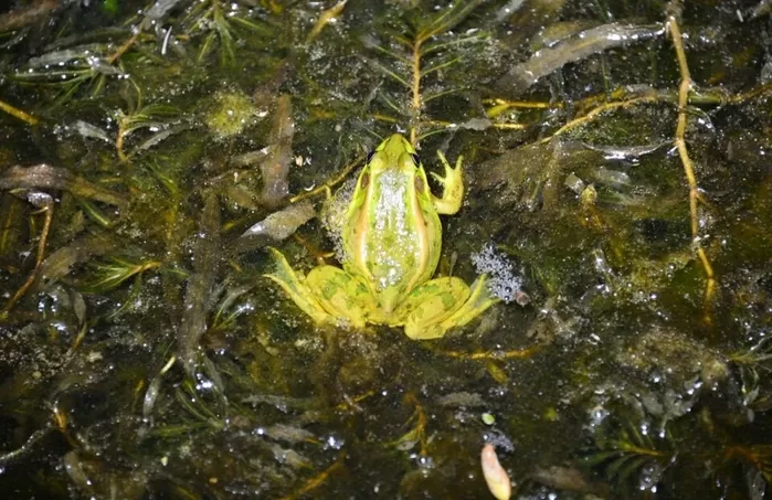 태안해안 안뫼골습지 금개구리. (사진 국립공원공단)/뉴스펭귄