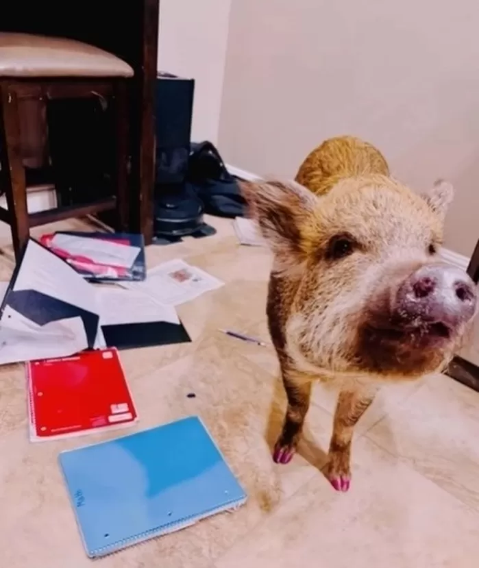 미국에서 한 초등학생이 숙제를 제출하지 못한 이유로 “돼지가 먹었다”고 설명했는데 이는 변명이 아닌 사실로 드러나 웃음을 주고 있다. 인스타그램(@thetinsleyherd)...