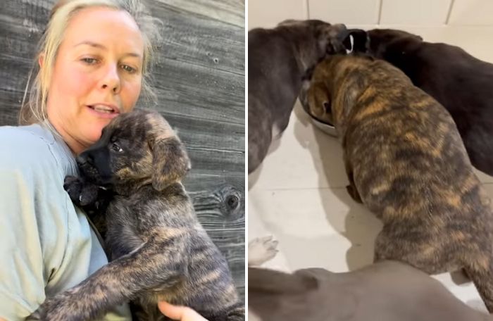 안락사 명단 올랐던 임신견에게 ‘기적’ 선물한 여배우... 12마리 새 생명까지 살렸다