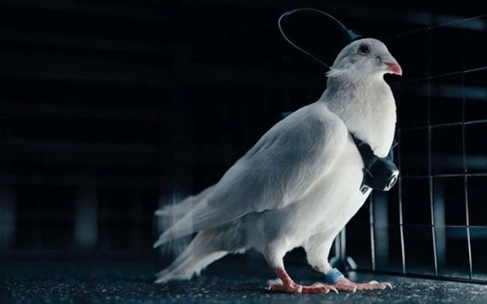 비둘기 뇌에 칩 심었다... 러시아, ‘사이보그 드론’ 개발 중