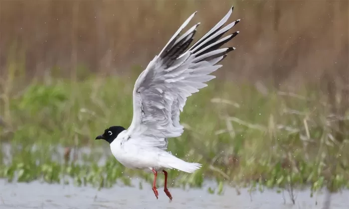 “여름엔 검은색, 겨울엔 흰색”... 두 눈을 의심하는 ‘역대급 비주얼’ 희귀 동물 정체