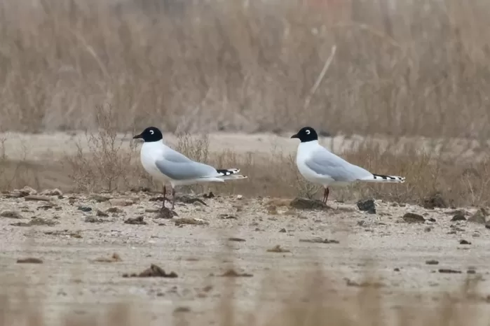 두 마리의 검은머리갈매기. / 국립생물자원관 제공