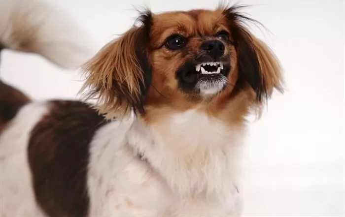 한 달째 24시간 ‘컁컁컁’... 아파트 윗집 ‘반려견 소음’에 주민 절규