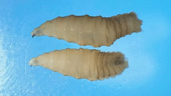 신세계 나사벌레(New World Screwworm, NWS)의 모습. 사진 미국 질병통제예방센터(CDC)