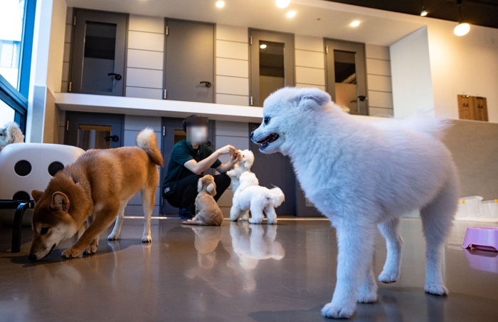 설 연휴 맞아 '특급 호캉스' 즐기러 온 댕냥이들로 북적이는 '반려동물 호텔'