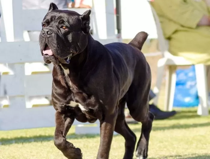 목줄 없이 맹견 풀어놨다가 상습 ‘개물림 사고’ 낸 견주, ‘금고 4년’ 확정