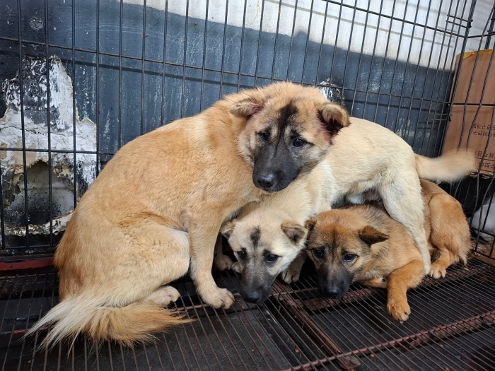 시민 위협하던 전주 들개, 포획 틀로 3마리 붙잡아... 