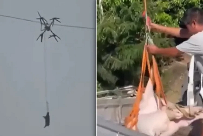 갑자기 온 동네 10시간 ‘정전’... 범인은 ‘하늘을 나는 돼지’였다