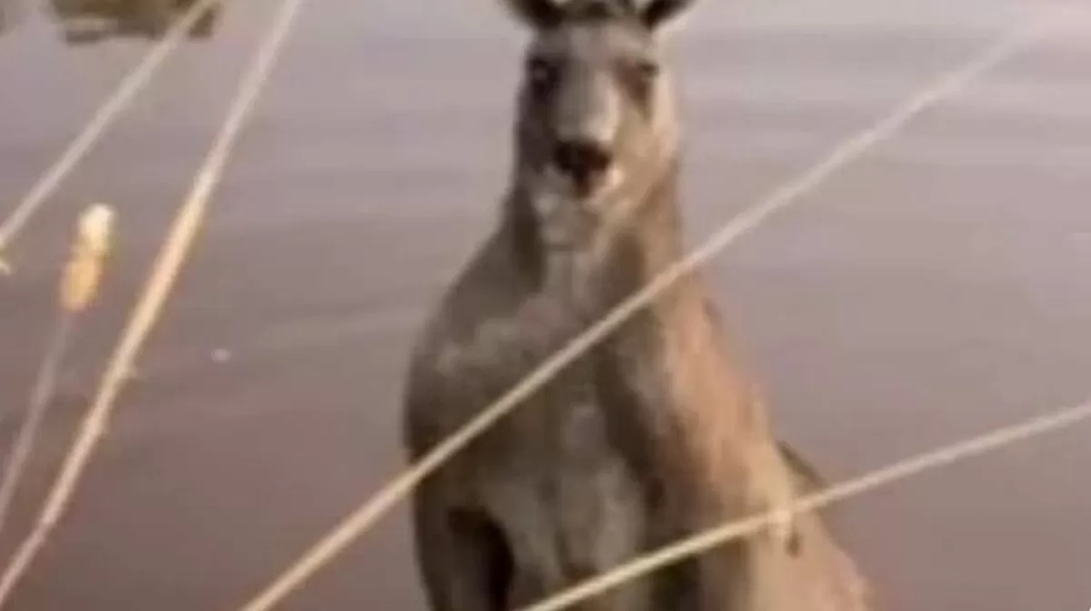 반려견 구하려고 캥거루와 일대일 '격투' 벌인 호주 남성... 