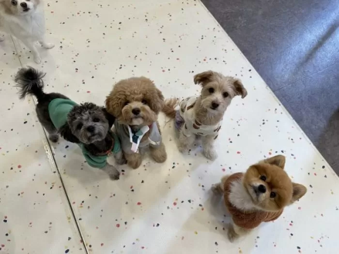 '우리동네 펫위탁소'로 지정된 서울 노원구 골드퍼피 애견유치원에서 위탁보호 중인 반려견 / 서울시