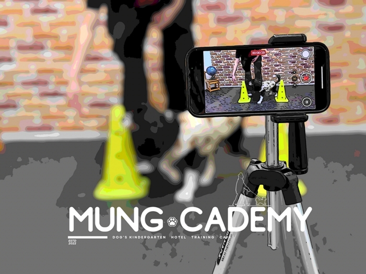 '애견 호텔'로 바뀐 구청 강당... 설 연휴 반려견 돌봄 공백, 지자체가 나섰다