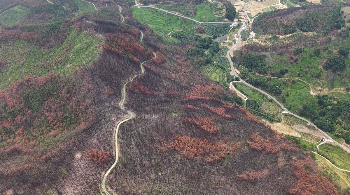 2026 신혼부부나무심기 현장사진_2025년 6월 촬영_2.jpg