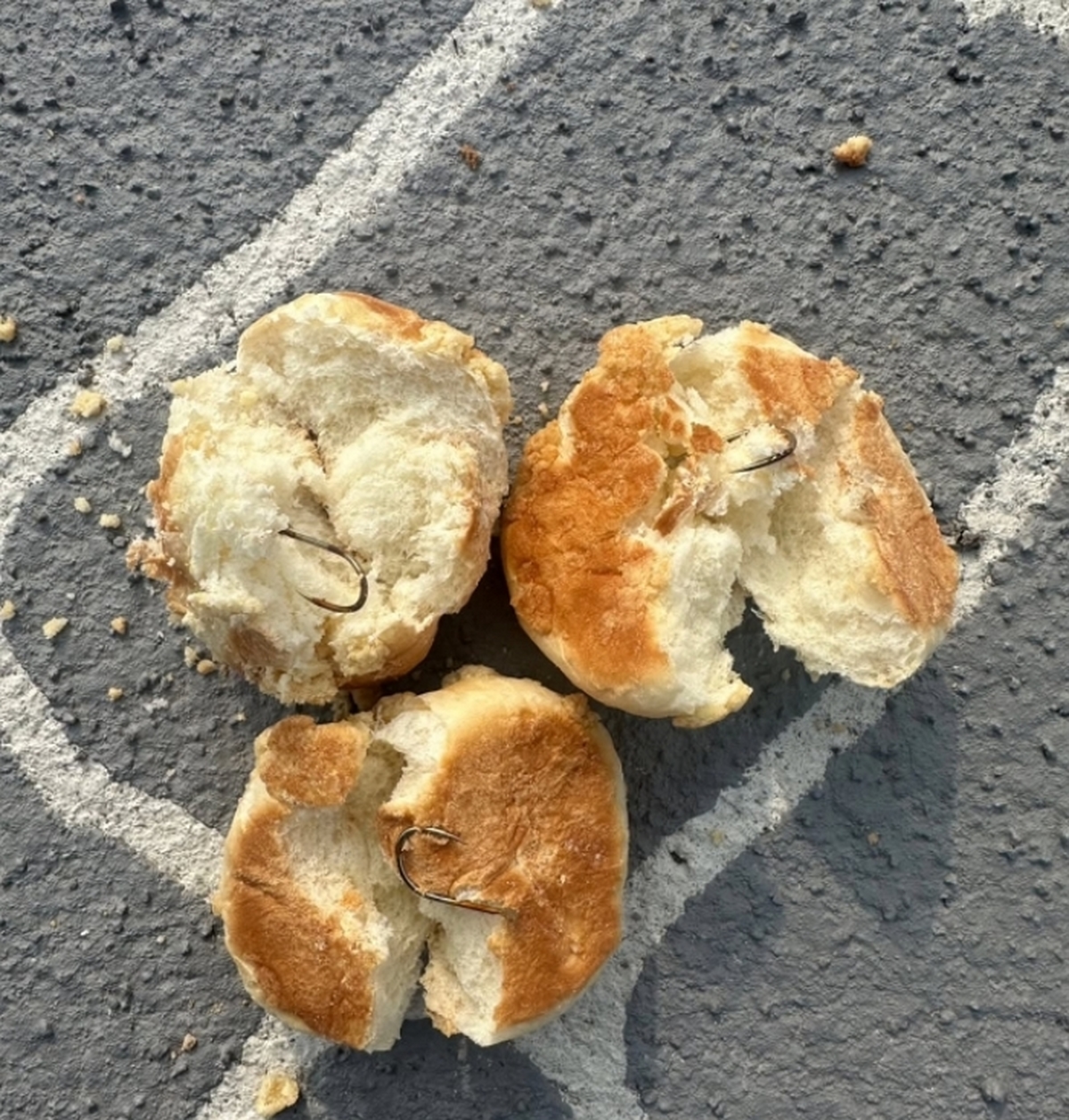 반려견 놀이터에 ‘낚싯바늘 빵’ 투척... 용의자 CCTV 포착