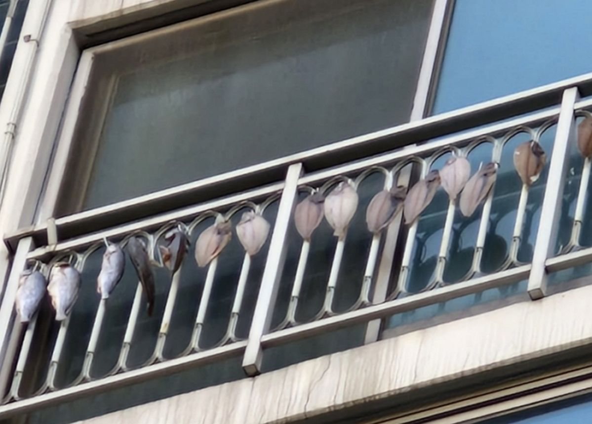 아파트 베란다 ‘생선 건조’에 악취 고통 호소... 항의하자 윗집이 보인 반응