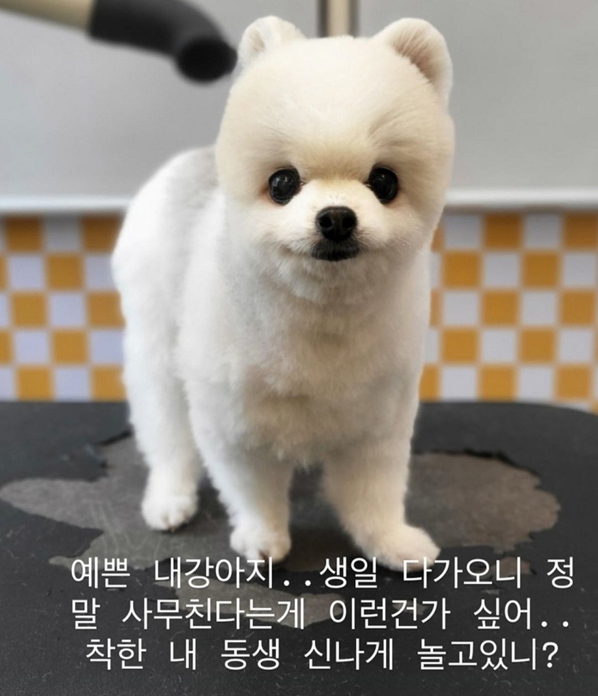 “사무친다는 게 이런 건가”... 한승연이 세상 떠난 반려견 그리워하며 올린 사진