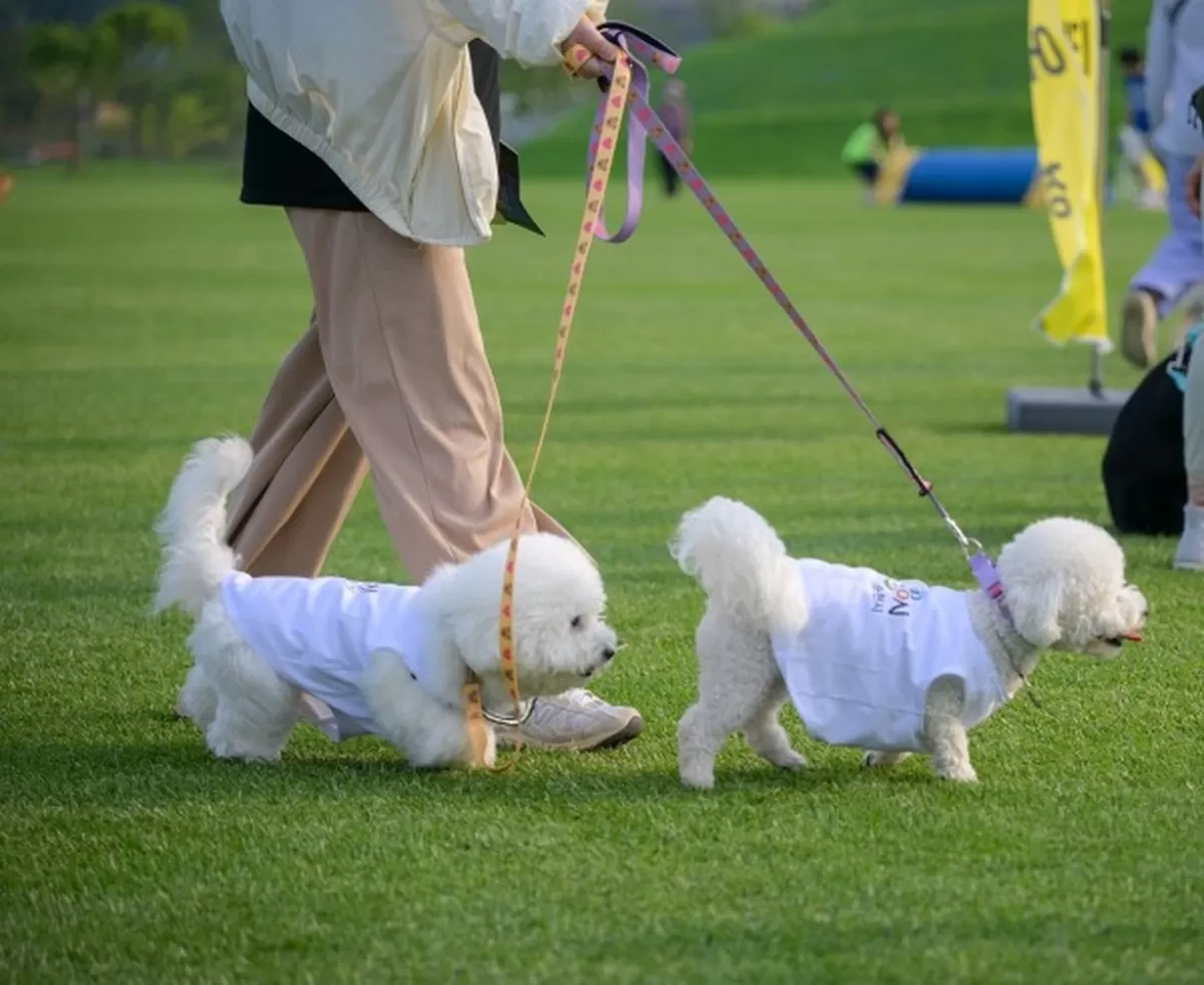 반려견 등록하면 4만원 주고 길고양이 중성화수술 시켜주는 지자체
