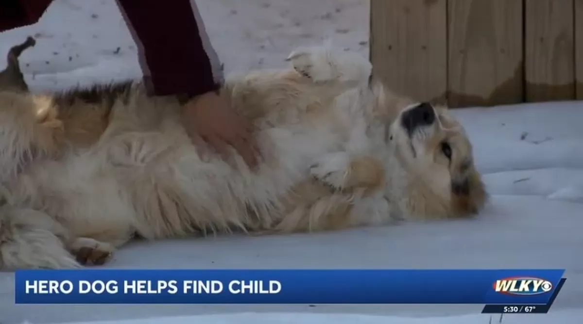 실종된 아기 못찾아 '멘붕' 빠진 경찰 앞에 나타난 댕댕이, '영웅견' 등극