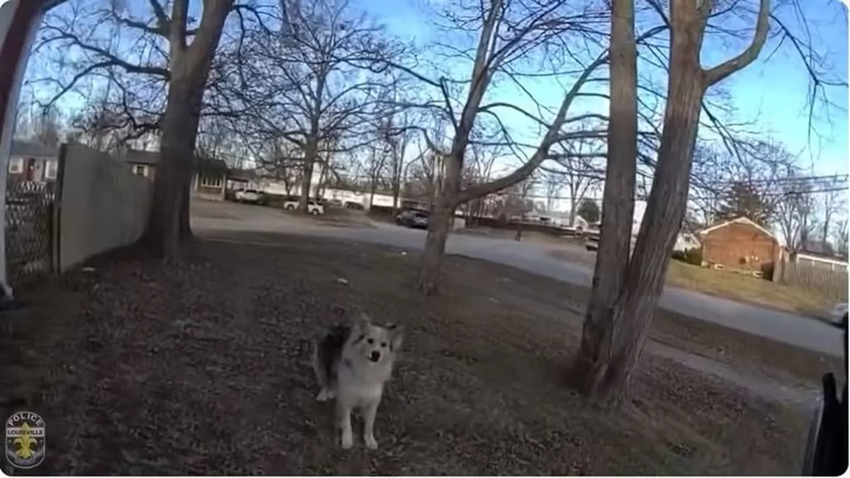 [뉴시스] 실종된 세 살 소년을 찾기 위해 수색 중이던 경찰 앞에 나타나 아이가 있는 곳으로 안내한 영웅적인 강아지의 사연이 알려져 감동을 주고 있다. (사진=LMPD 유튜브...