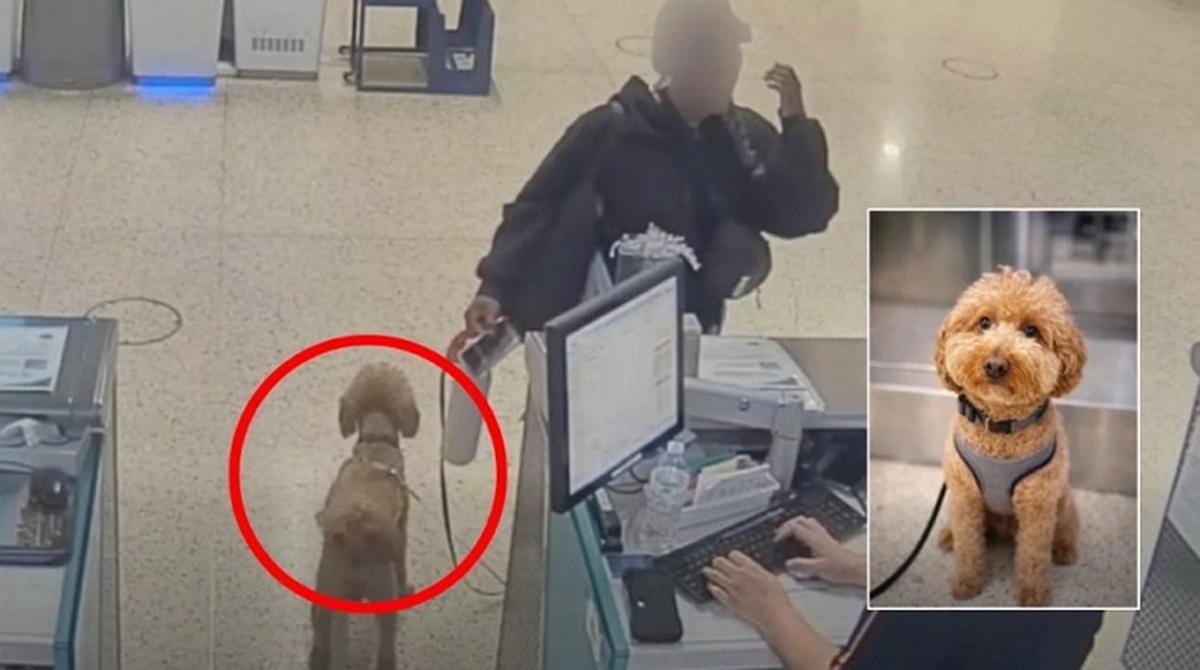 美 공항 카운터에 반려견 버리고 도주하다 체포된 여성이 한 변명
