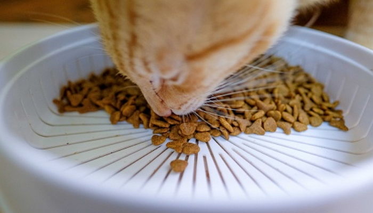 캣맘의 7천원짜리 사료 그릇 던져버린 혐의... 억울하게 기소된 남성이 결국 무죄 받은 이유