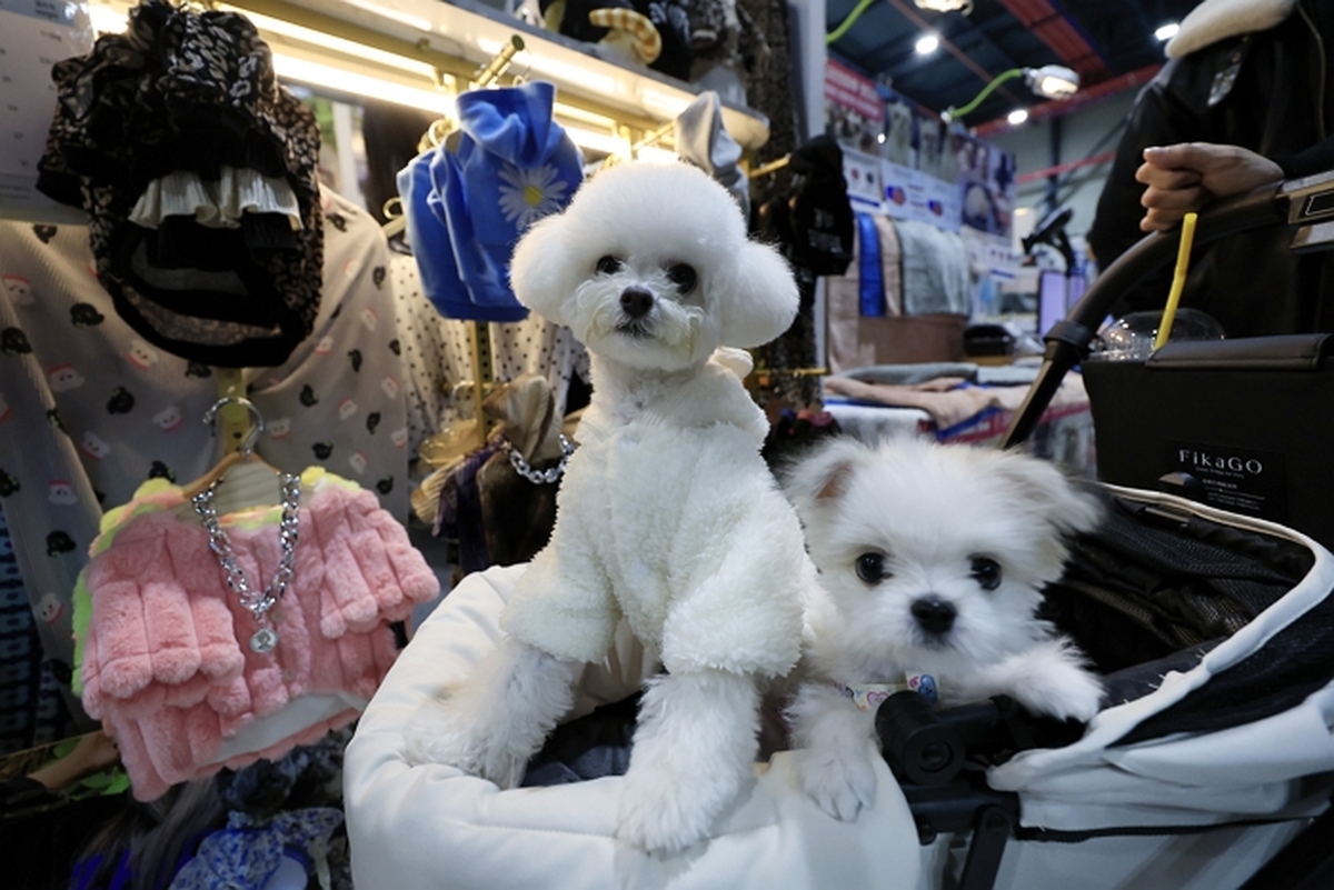 origin_크리스마스펫쇼찾은강아지들.jpg