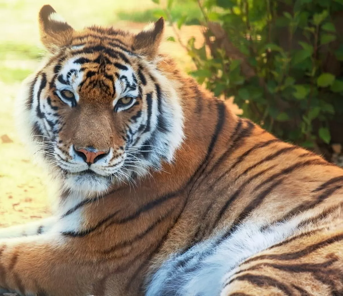 태국 호랑이 72마리 집단 폐사... ‘치사율 90%’ 바이러스 감염