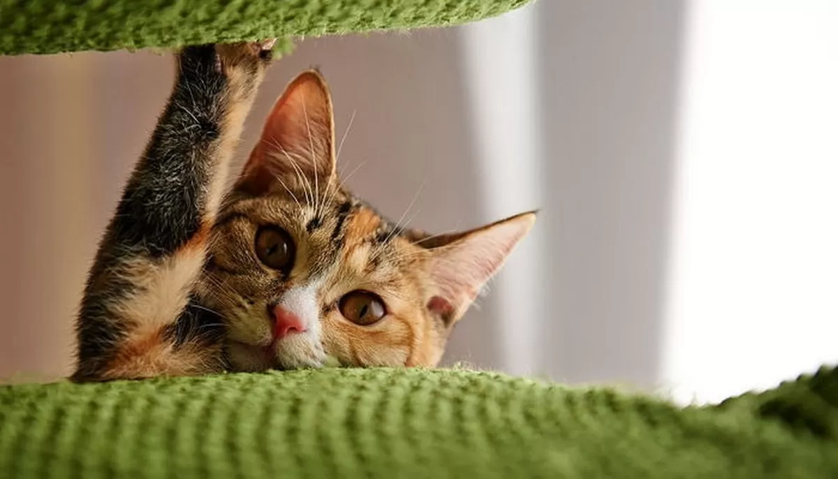 “고양이는 강아지와 달리 주인에게 ‘이것’ 전혀 안 한다”