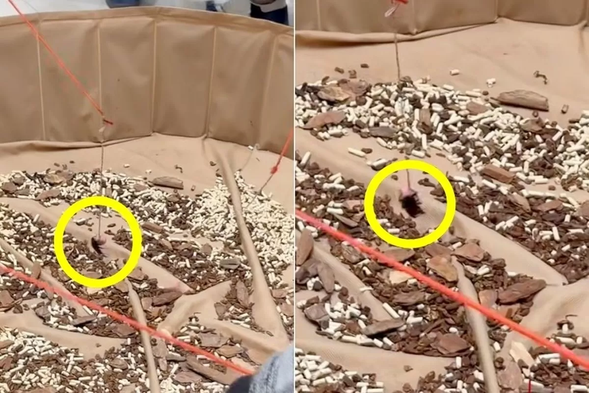 줄에 매달린 사슴벌레 허공서 몸부림... 낚시 체험에 ‘동물학대’ 논란